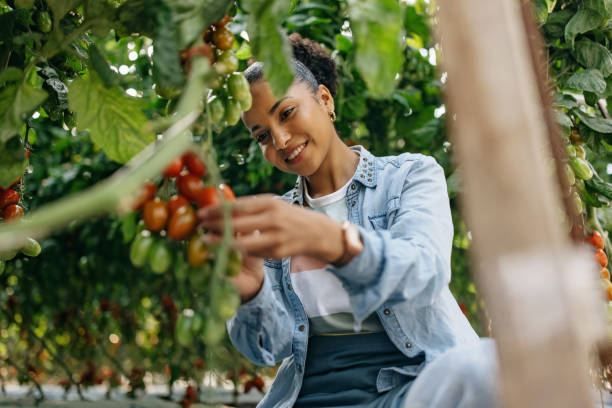 one young latin woman harvesting cherry tomato