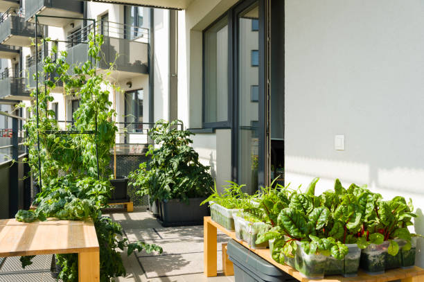 urban balcony garden with chard, kangkung and other easy to grow vegetables