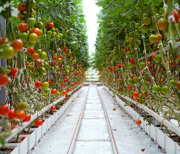 rows of tomatoes in a greenhouse