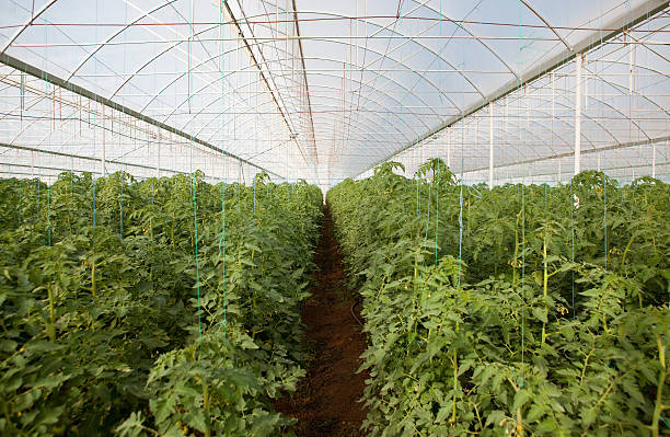 tomato plants growing in greenhouse