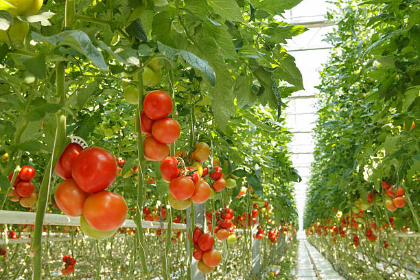 tomatoes in the greenhouse