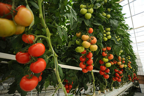hydroponic tomato growing in a greenhouse